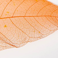 Листья скелетированные, 30 см, цвет оранжевый, набор 100 шт.